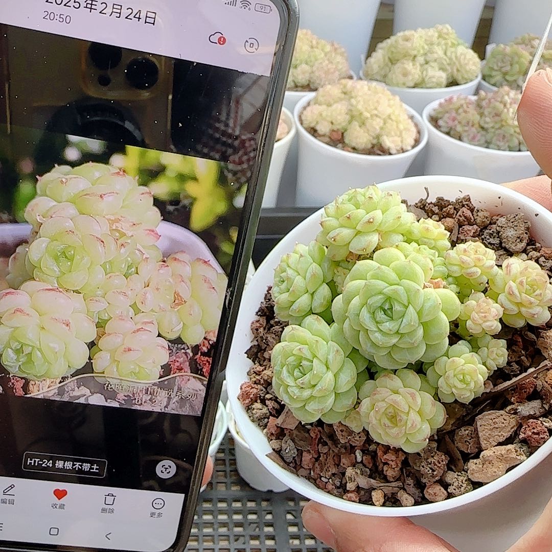 1129-14（ht-24）优选