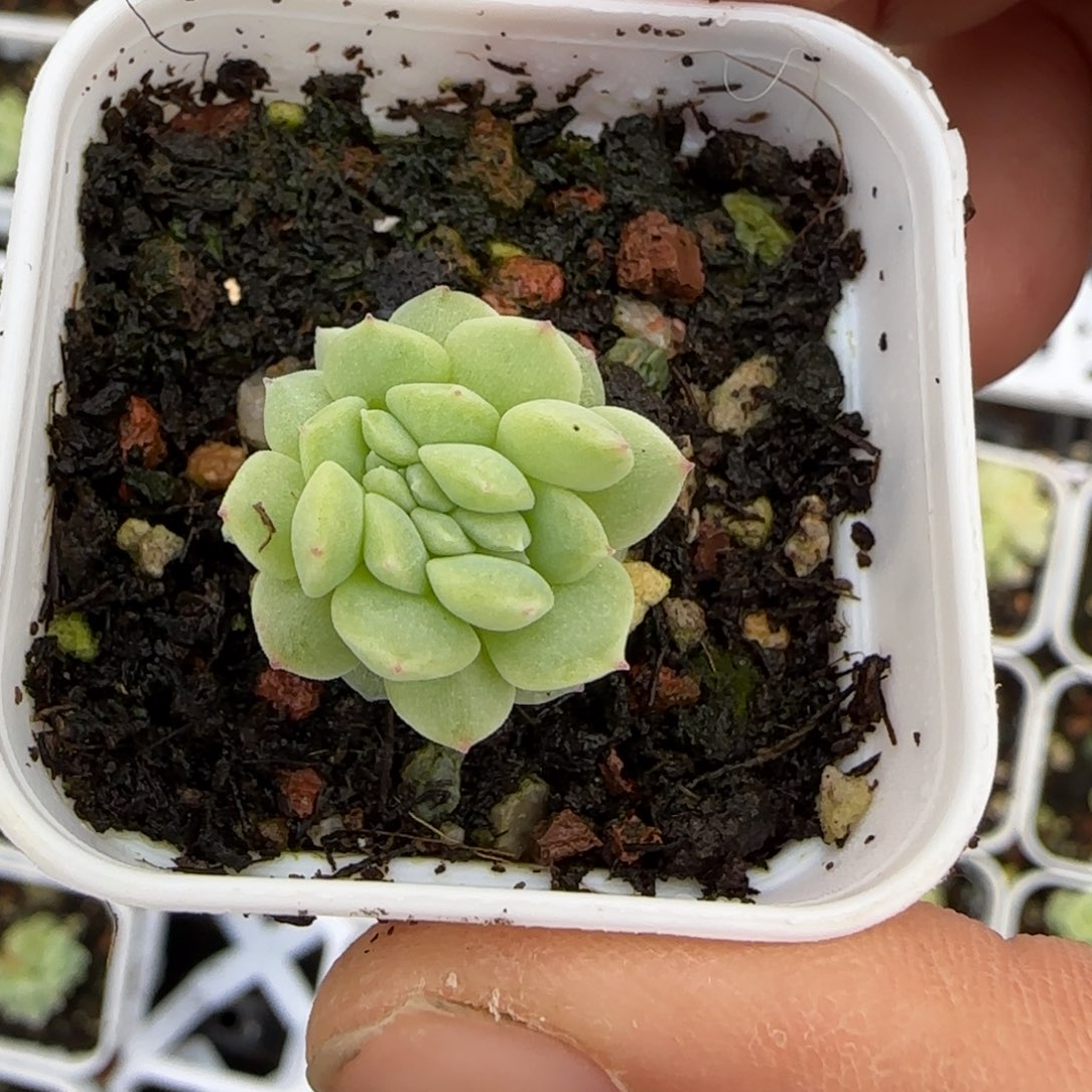 833 疑似盆外棚一个满25包邮