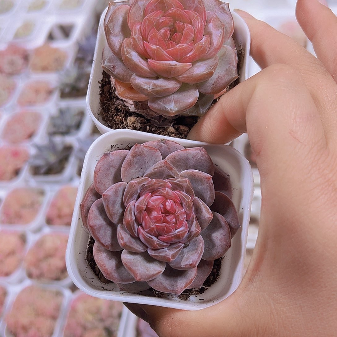 381精品冰魄发发样品样品