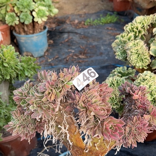 乘***辰多肉植物一个有伤女神446