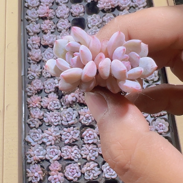 星星橙精品多肉植物