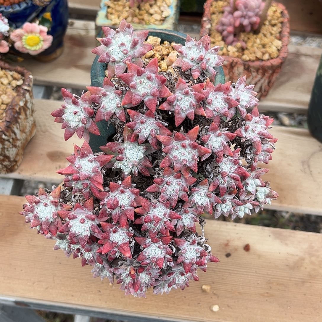 辣***辣小鹿多肉一物一拍