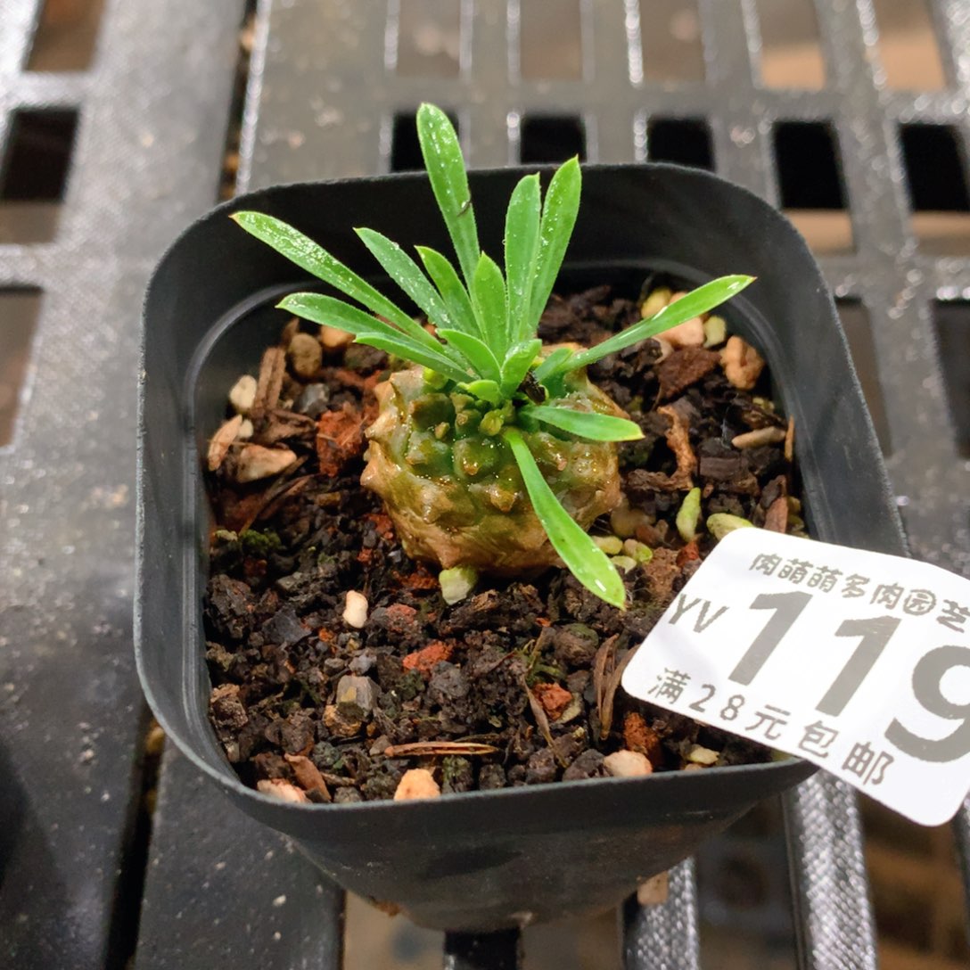 肉萌萌拇指盆精控多肉YV119