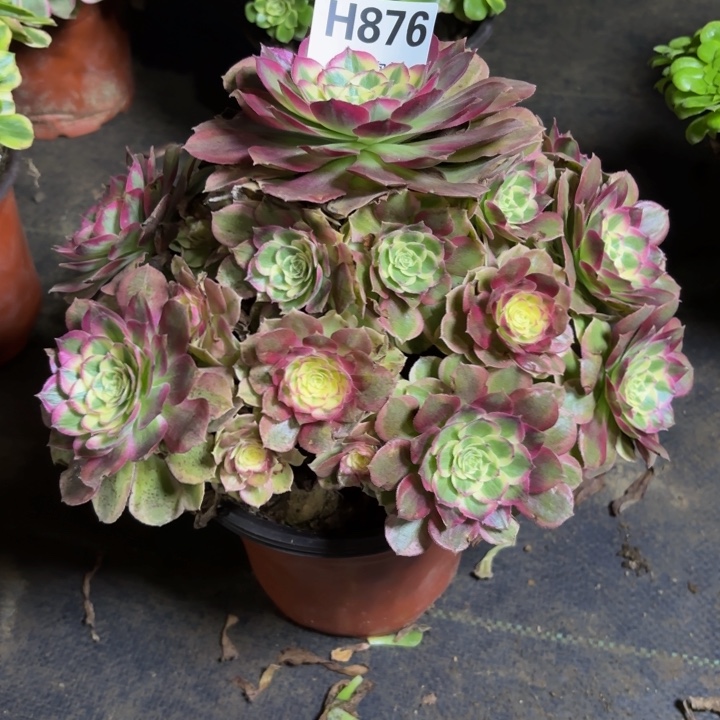 瑞妈，。。。，876。千禧，