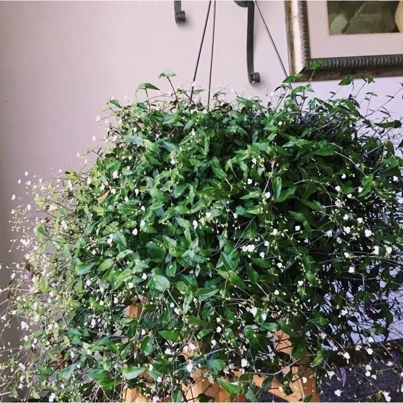 婚纱吊兰盆栽开花观叶多年生垂吊室内四季常绿耐阴耐寒夏季厨房