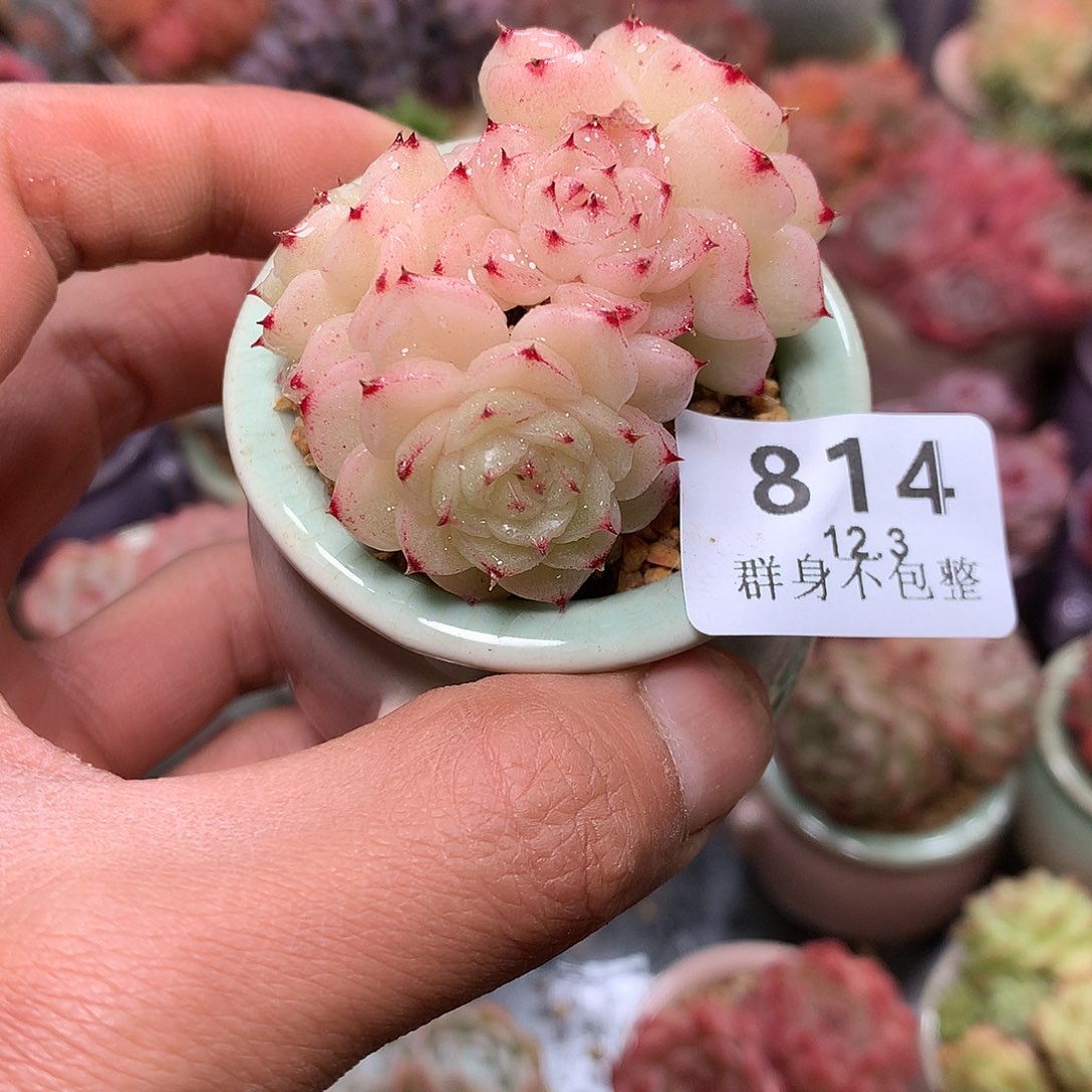 精控拇指盆12.3814