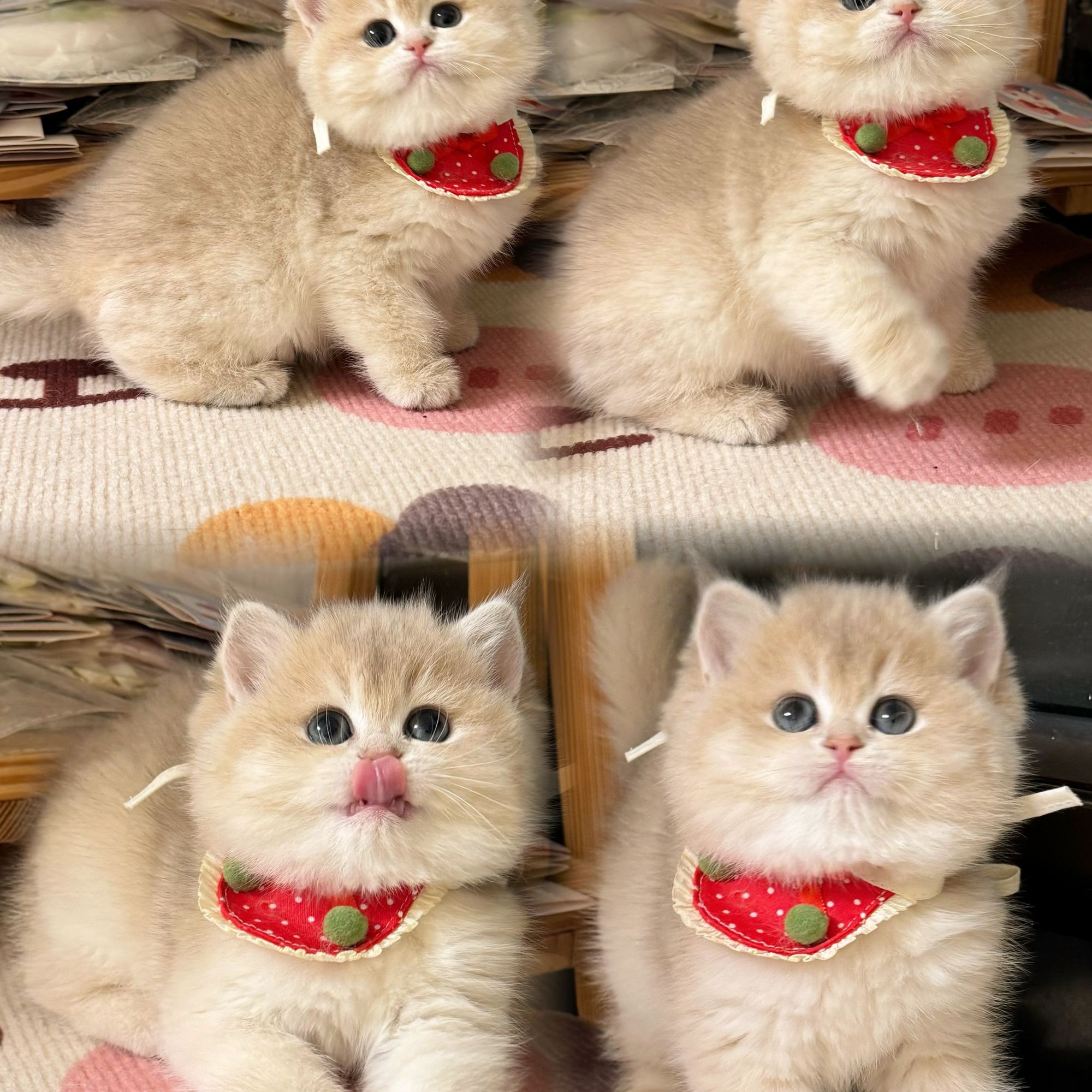 （郑州初遇海猫舍）稀有色渐层 矮脚猫
