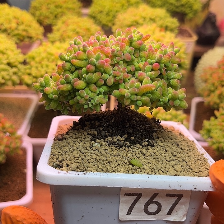 无花朵767蜜桔糖球