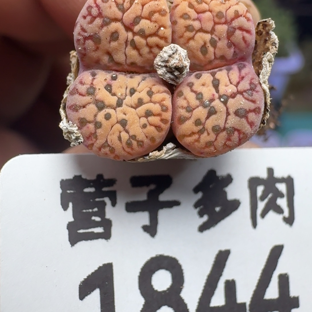 保温鸟               