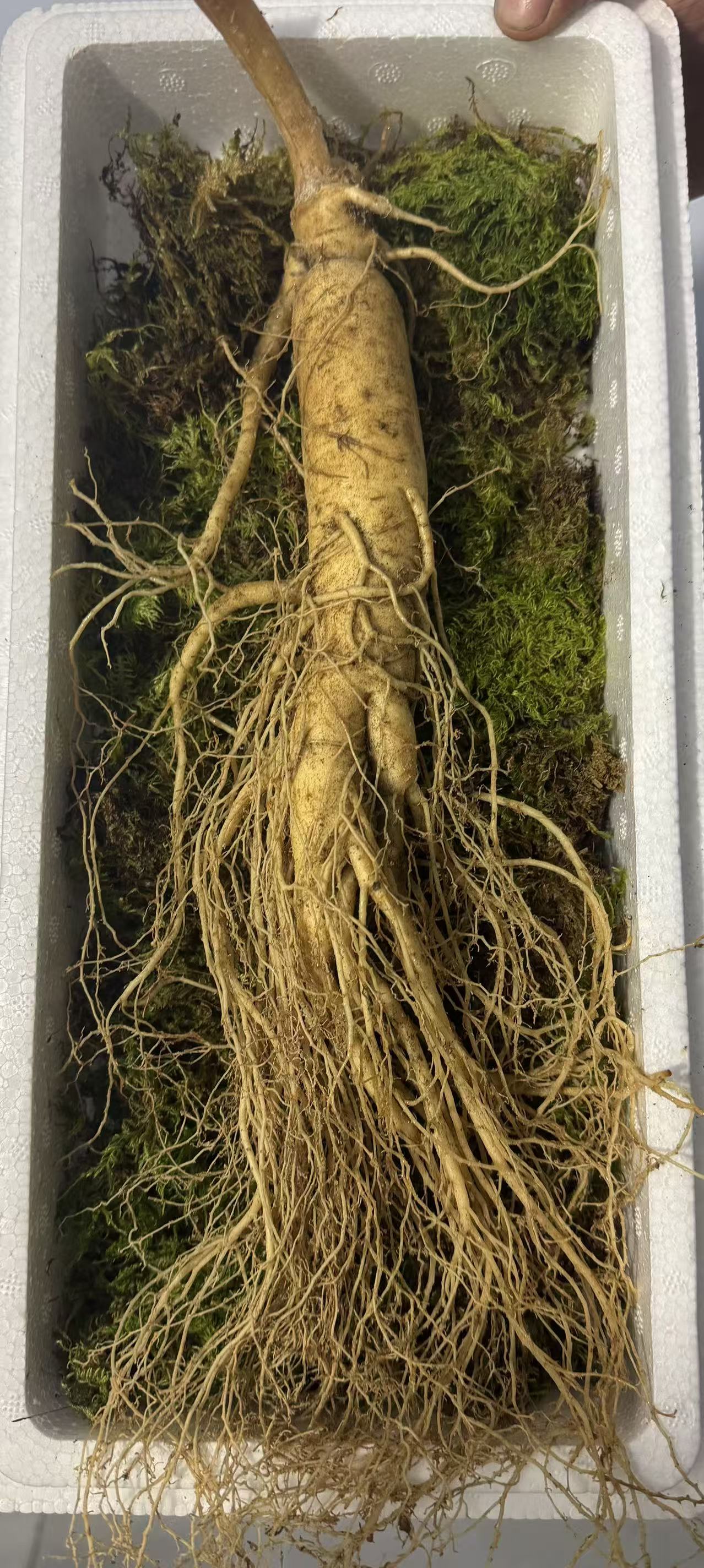 长白山大号鲜人参  泡酒专用参  一支200克左右