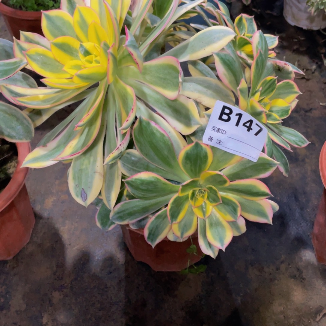 小***翩147灿烂11111多肉