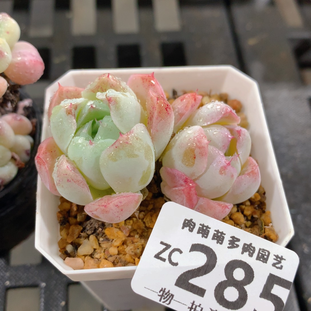 肉萌萌拇指盆精控多肉ZC285