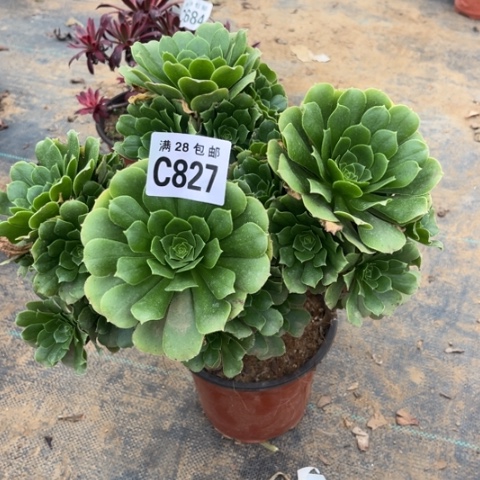 827绿羊绒不包断枝