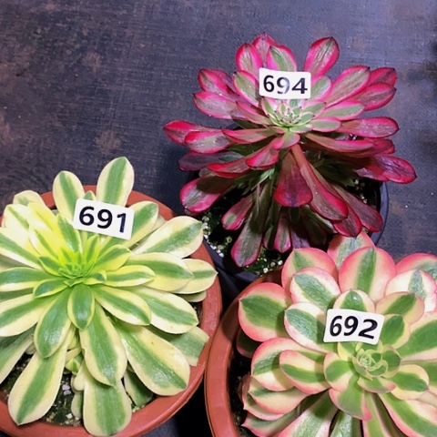 三颗694691692脱土发货