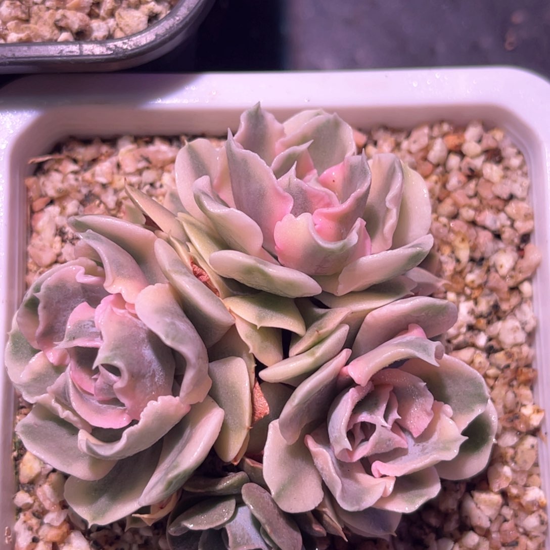 多肉特价利比里亚群