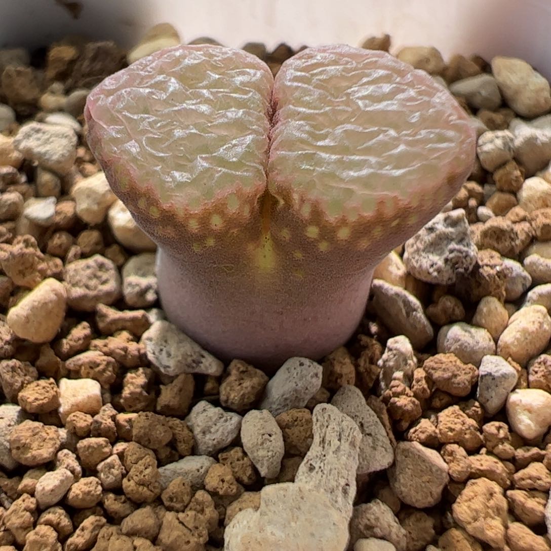 编号混合风铃一棵978。  