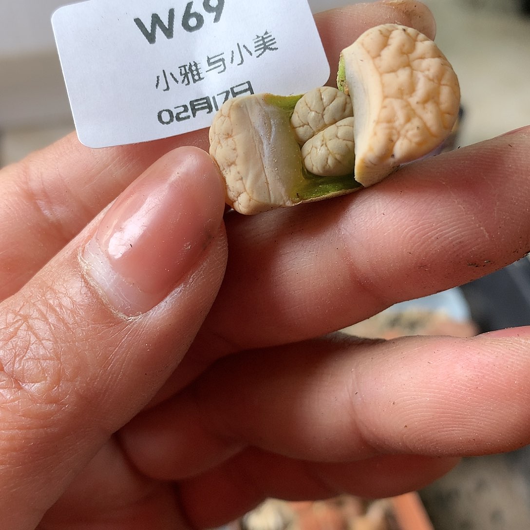 W69多肉植物保护研究所