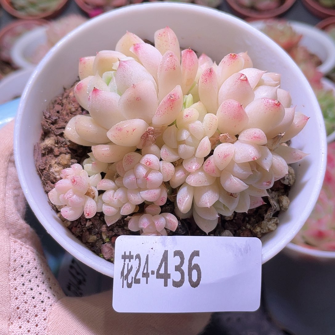 花利美24-436麦秆