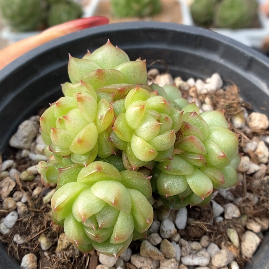 灯泡珍妮群生可拍561号