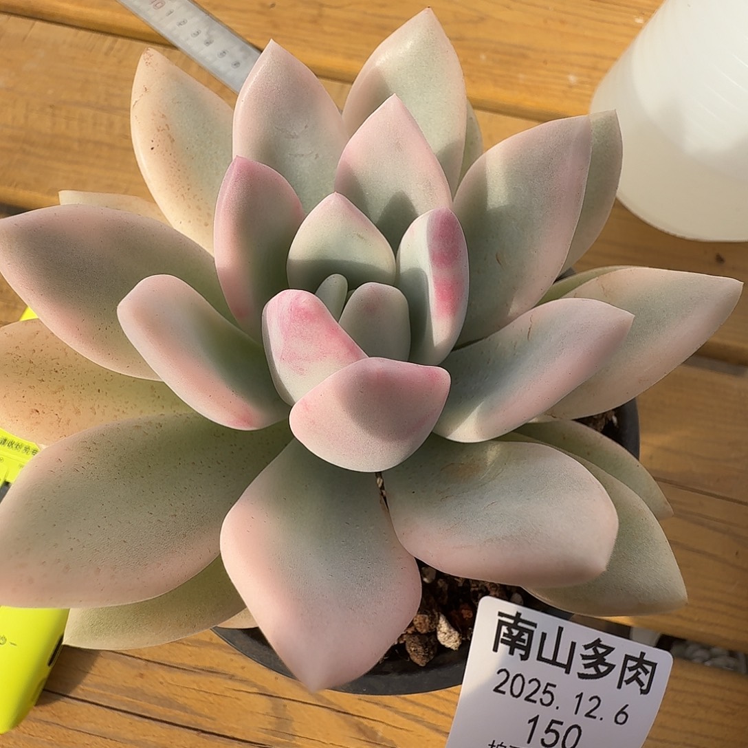 奥普锦11111126-150