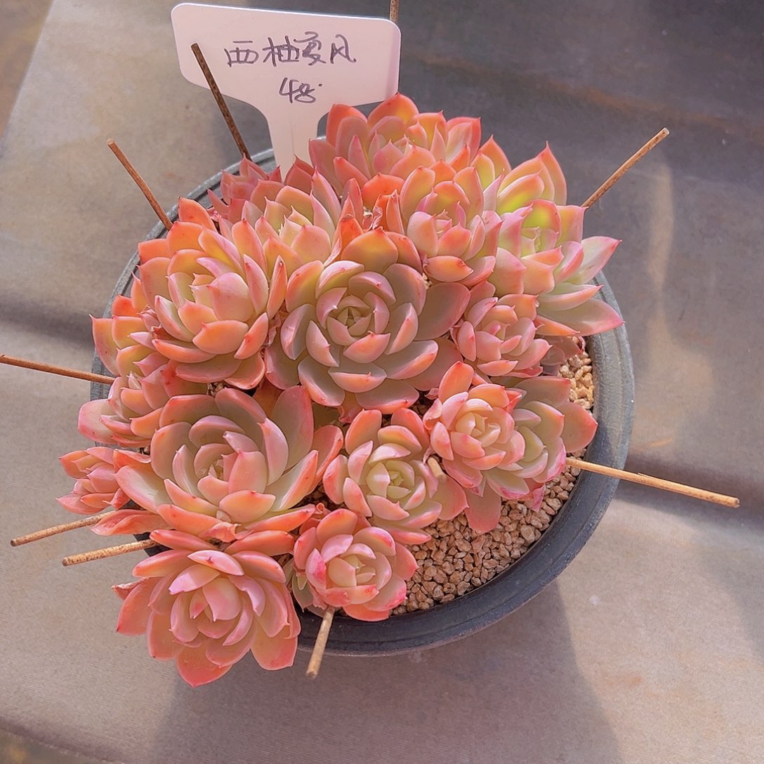 西**风丝绸面纱，裸根发货