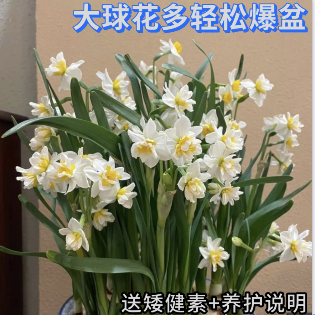漳州水仙大球种球复瓣室内给水就能活花香四溢耐寒美观漳州水仙花