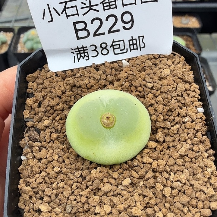 ****幻专拍 拉登2.3厘米 带盆发