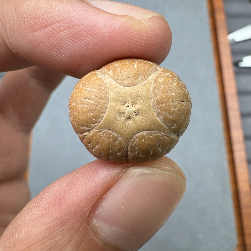 精品19+梅花五星上将菩提凤眼菩提三通佛头，非质量问题开孔不退