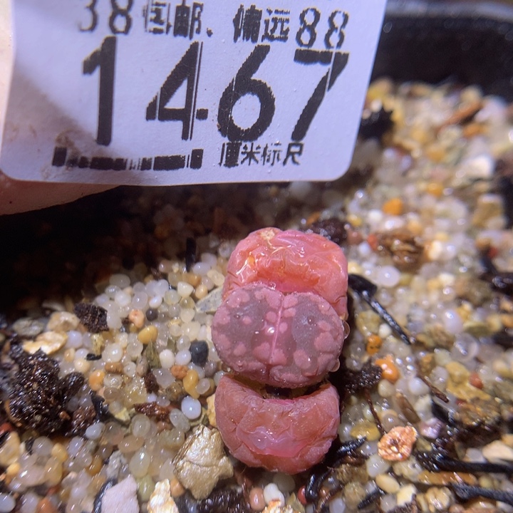 zzz精品生石花1467紫牙