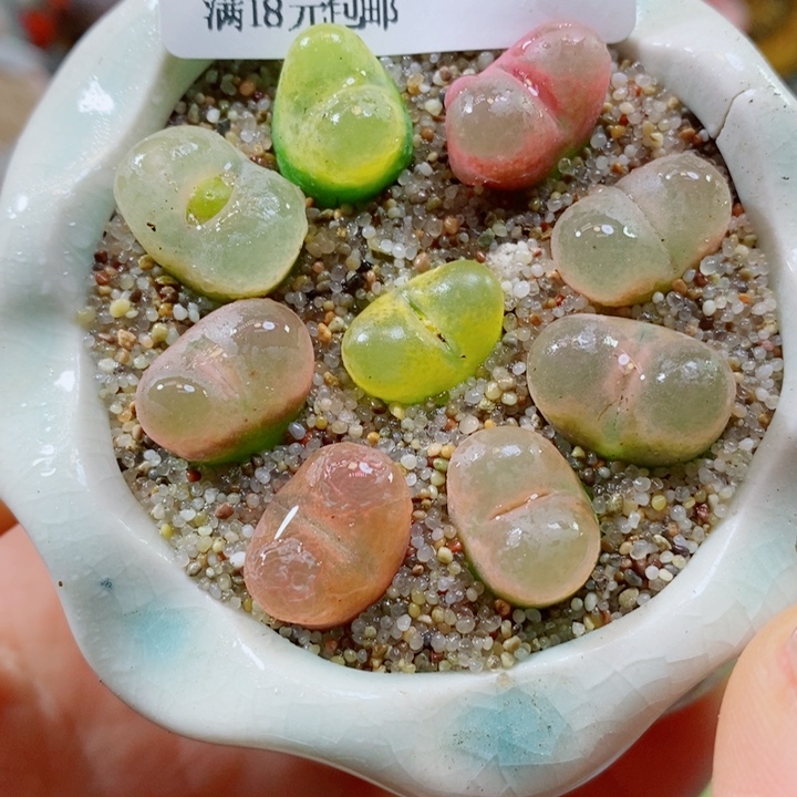 生石花花花花花花花581