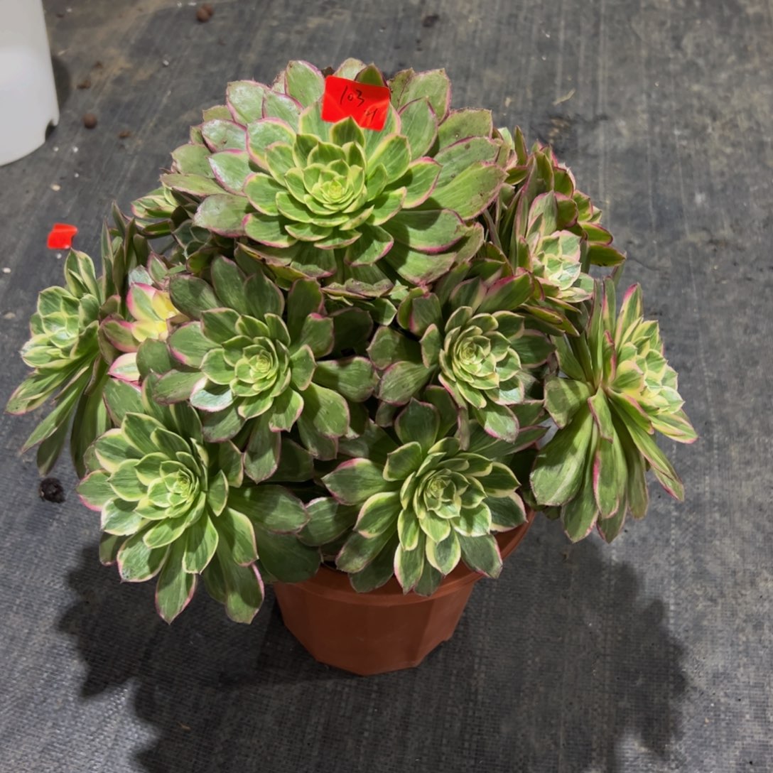 103炖肉植物发货莲花座