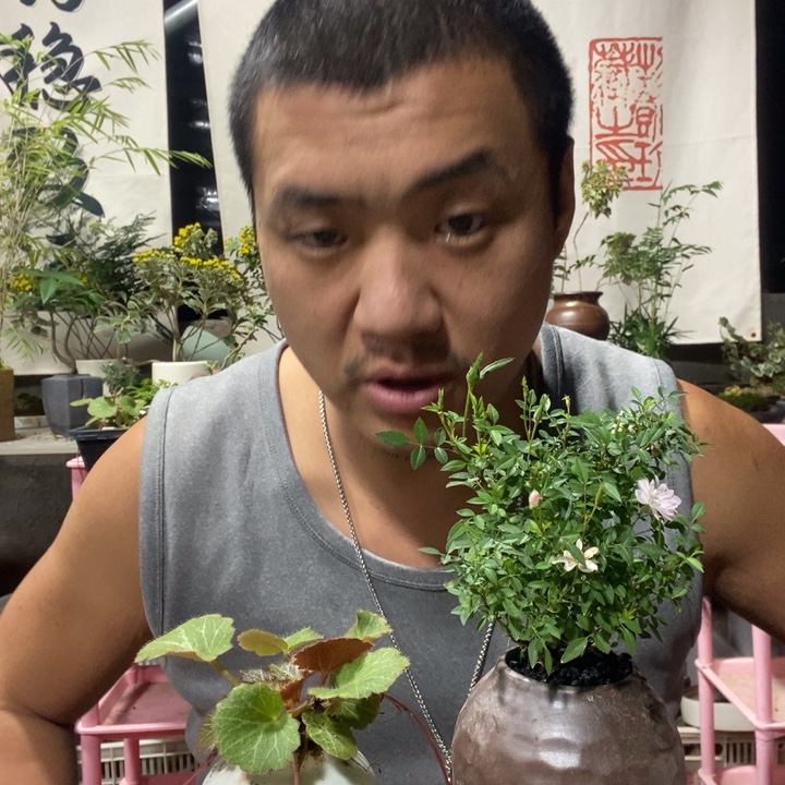 以实际为准盆景盆栽绿植思思