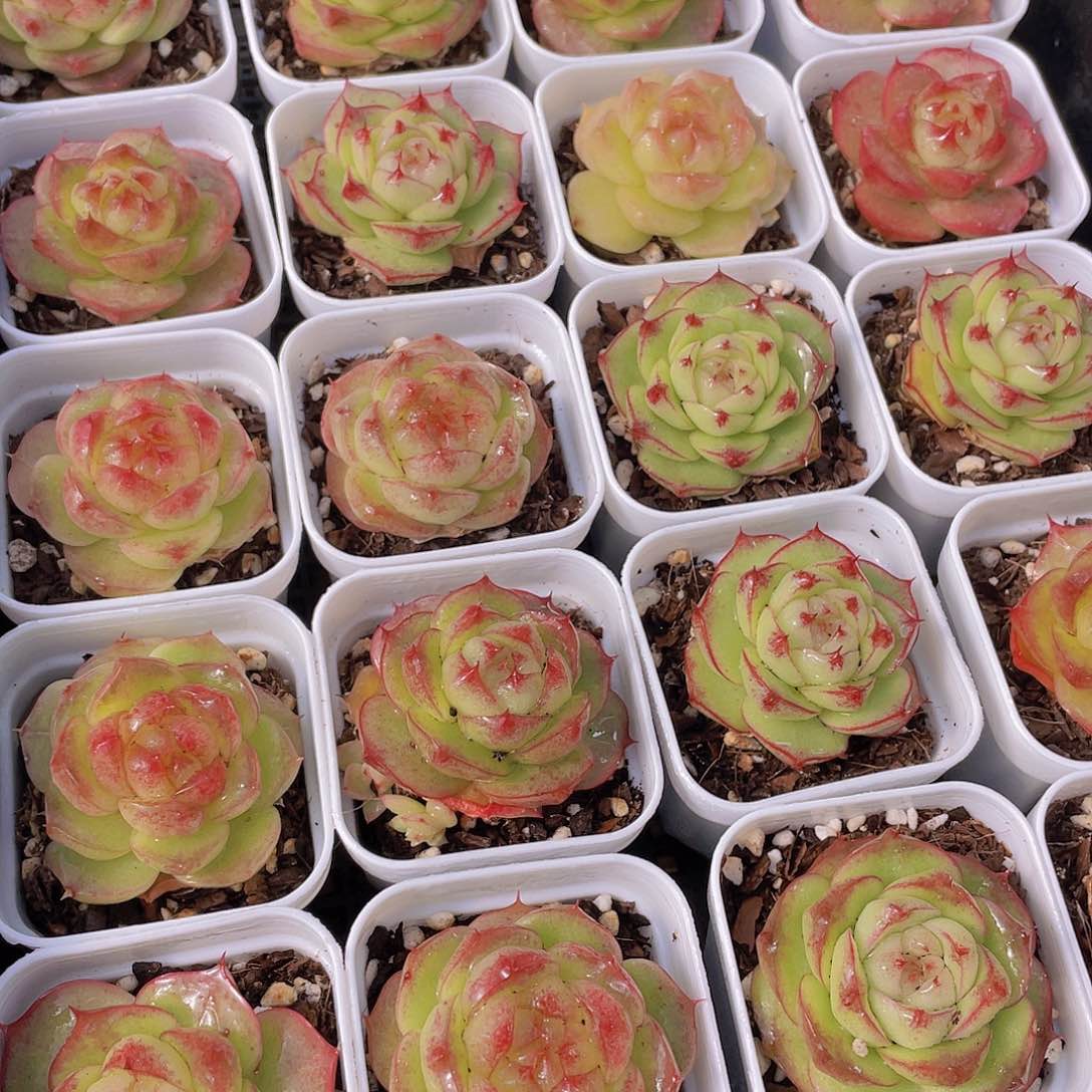 量拍130号 灵宝珍妮单头一个