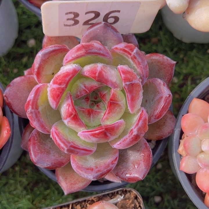 健健康康平平安安多肉