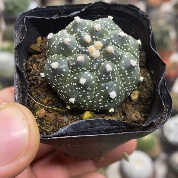 实生龟甲兜特价福利