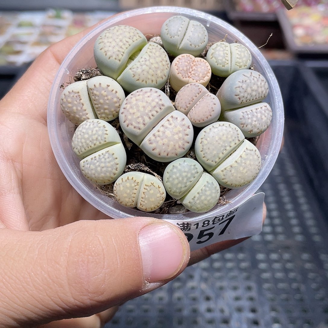 957当天凑满十八元包邮生石花