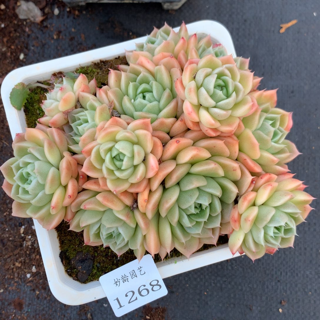 1268杂交精品基地16厘米