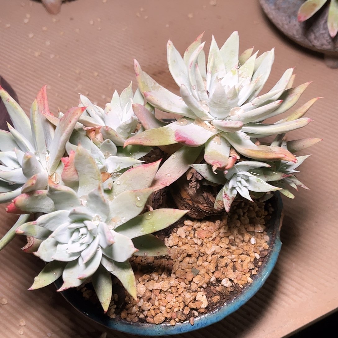 6709大花朵杂交多肉