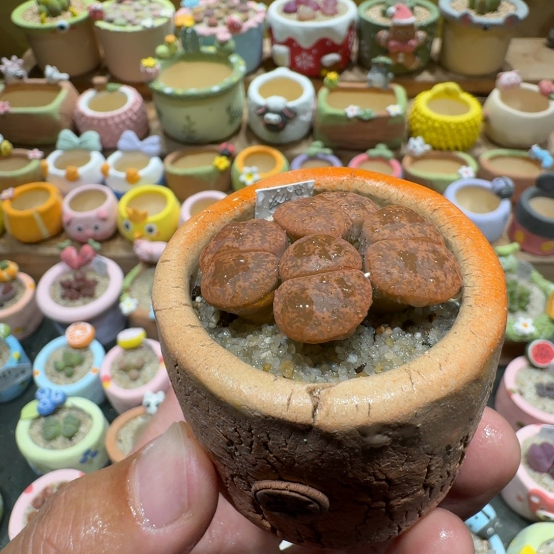 蘑菇1258保留玉多肉植物