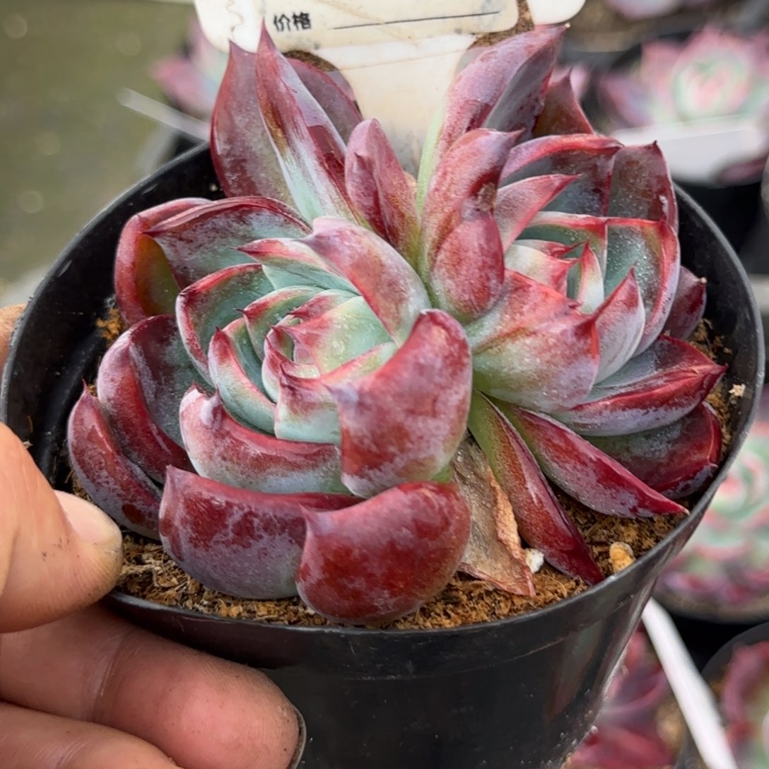 黑红惊鸿一物一拍包装收缩花旱849