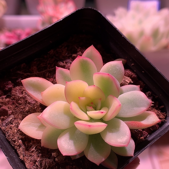 雨燕座锦锦锦锦锦锦
