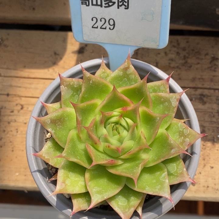 D229- 直播福利 海胆珍妮