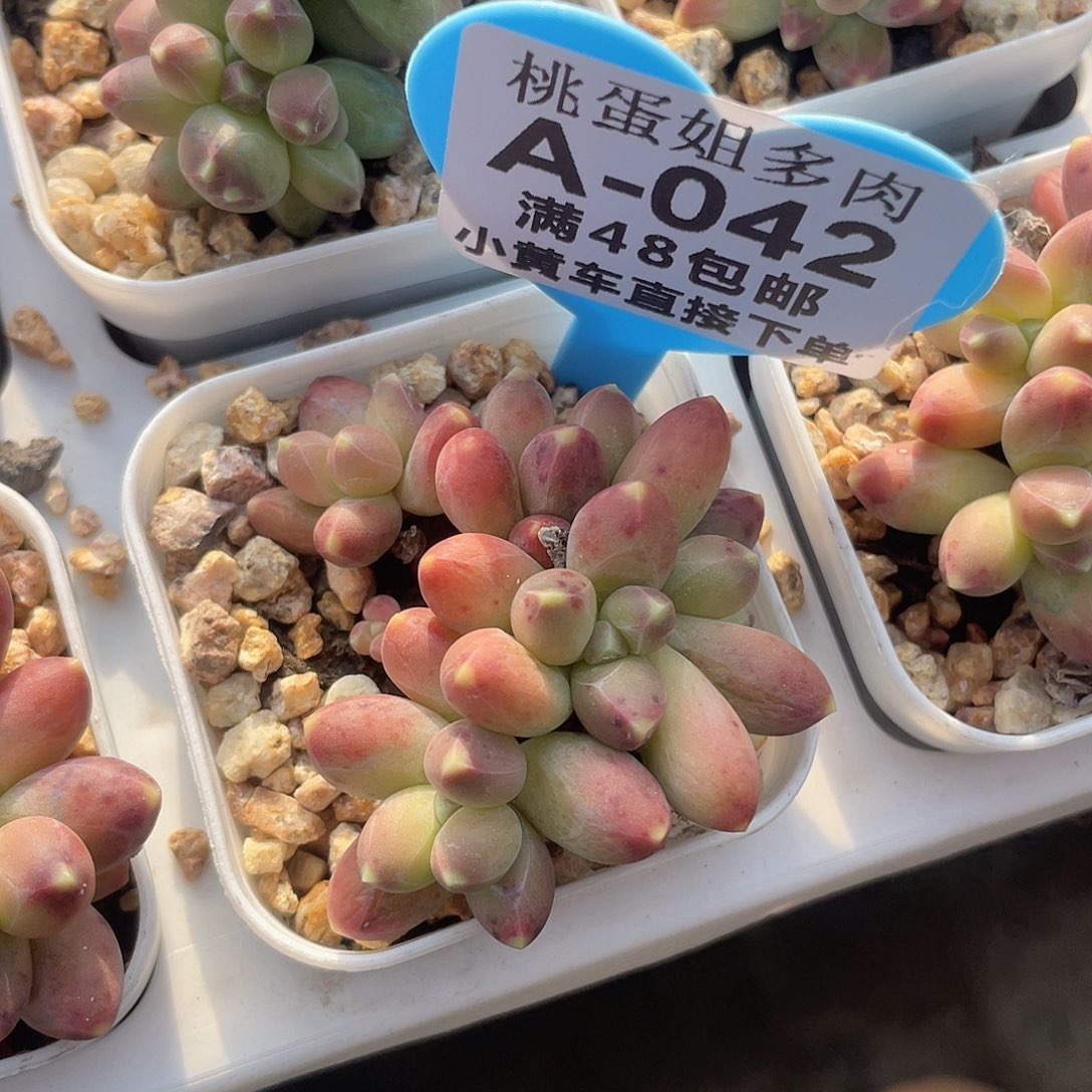 千代 脱土发货 5口盆