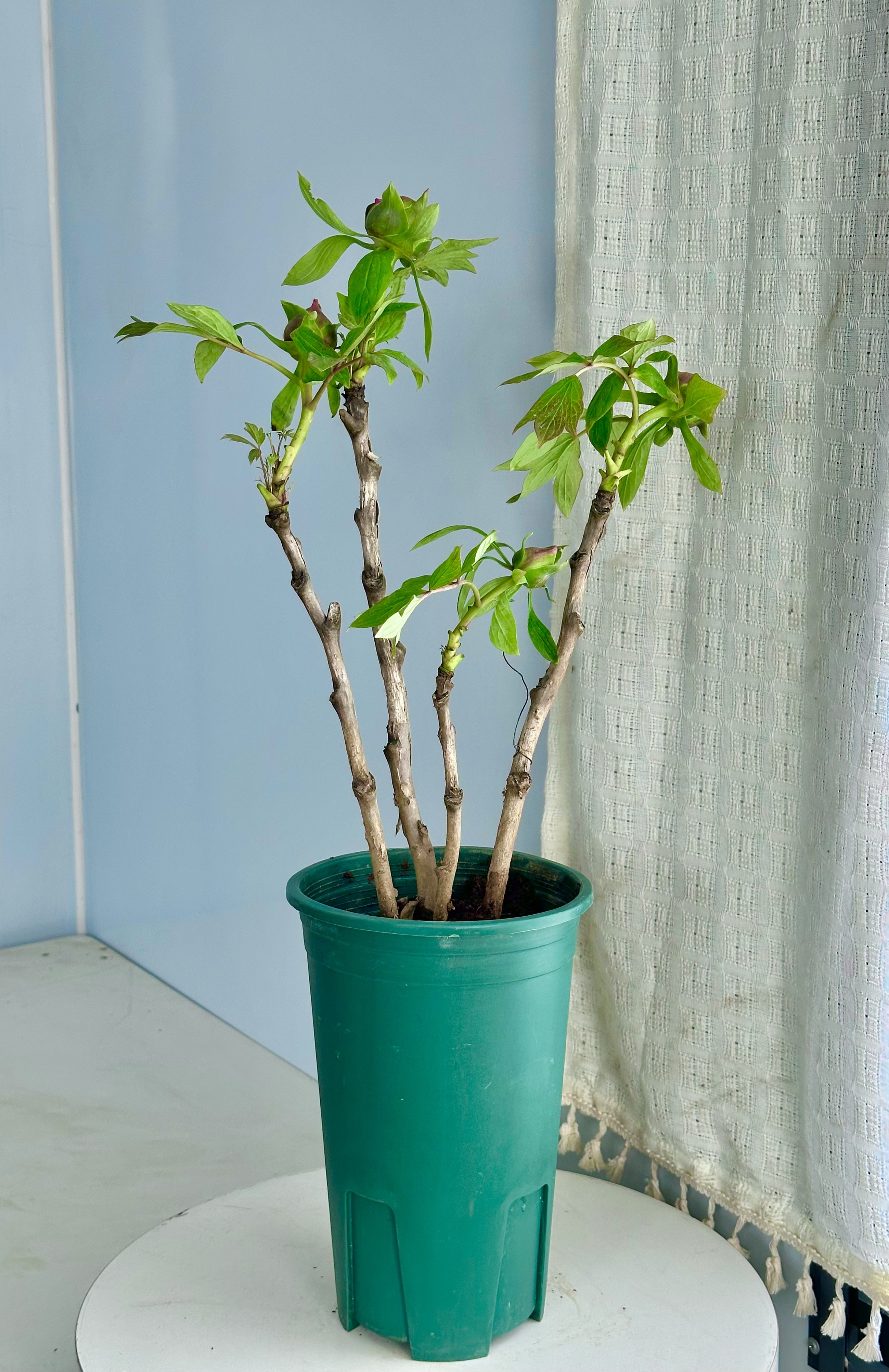 【鲁菏红4个花桃盆栽】牡丹芍药重瓣花束鲜切花百合玫瑰基地