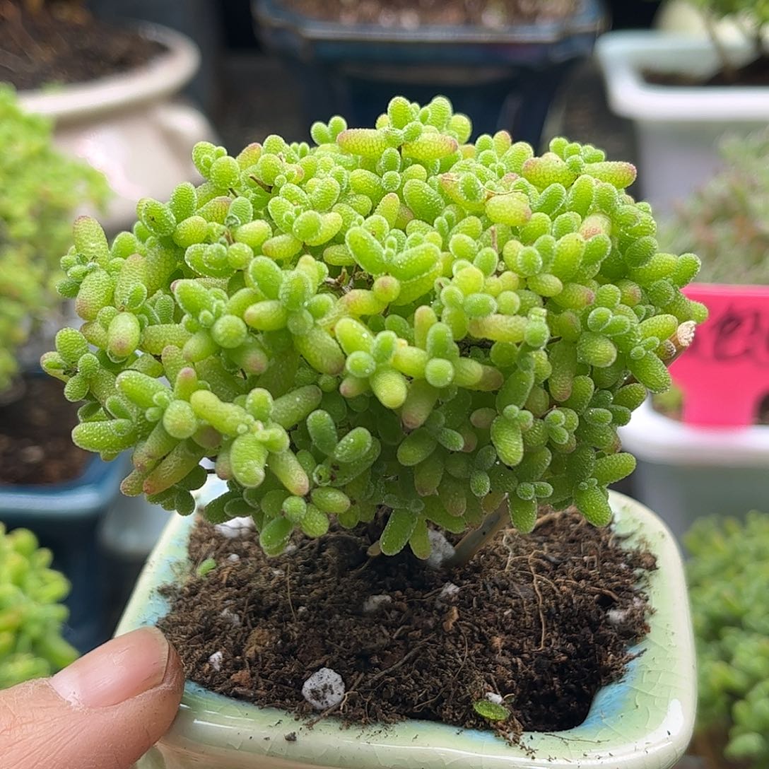 鑫***³蜜桔带盆优选枝干番杏