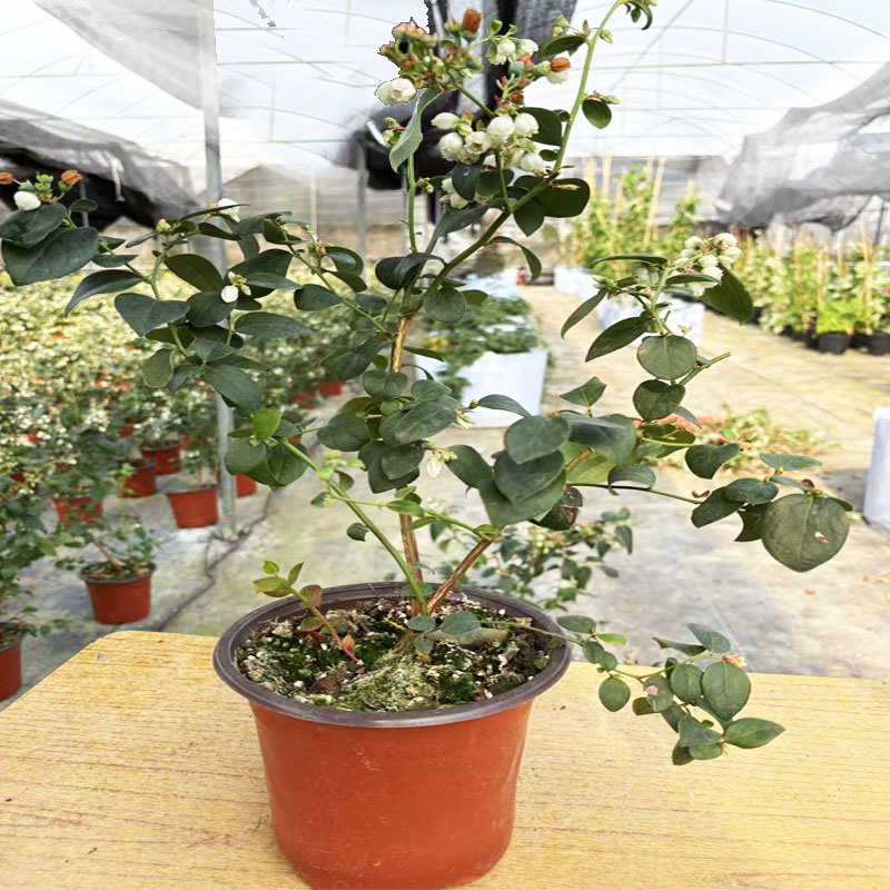 精品盆栽带花原盆原土南方北方种