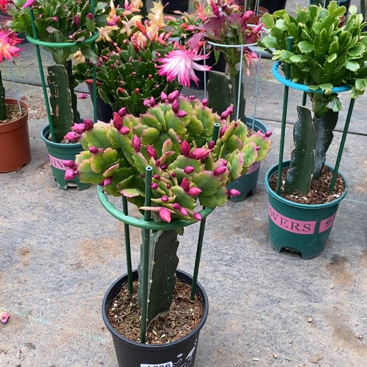 大部分花苞少量开放?****?236嫁接037