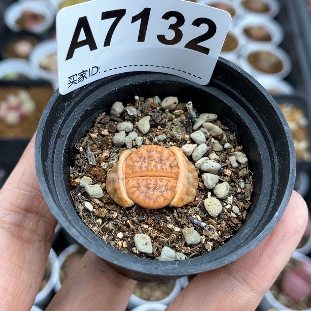 江**晚直播间一物一拍链接 7132