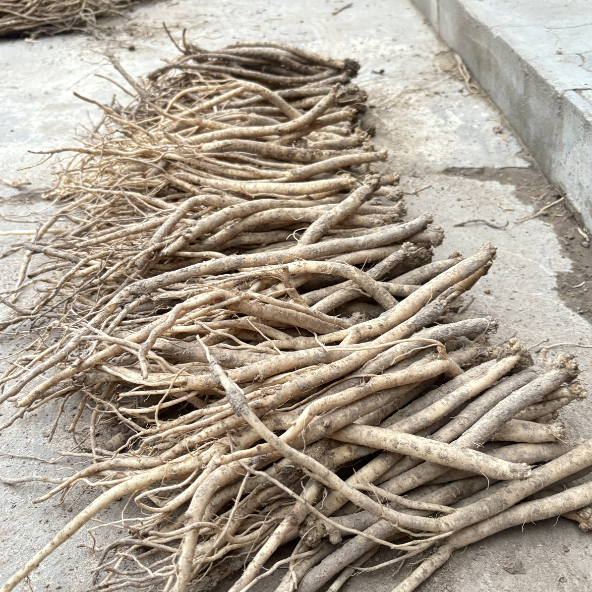 甘肃正宗党参可煲汤煲水产地直发