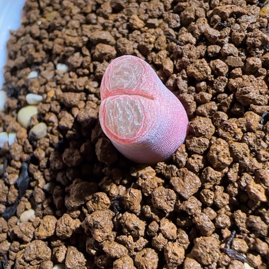 肉锥多肉植物组合-泰坦峡谷568
